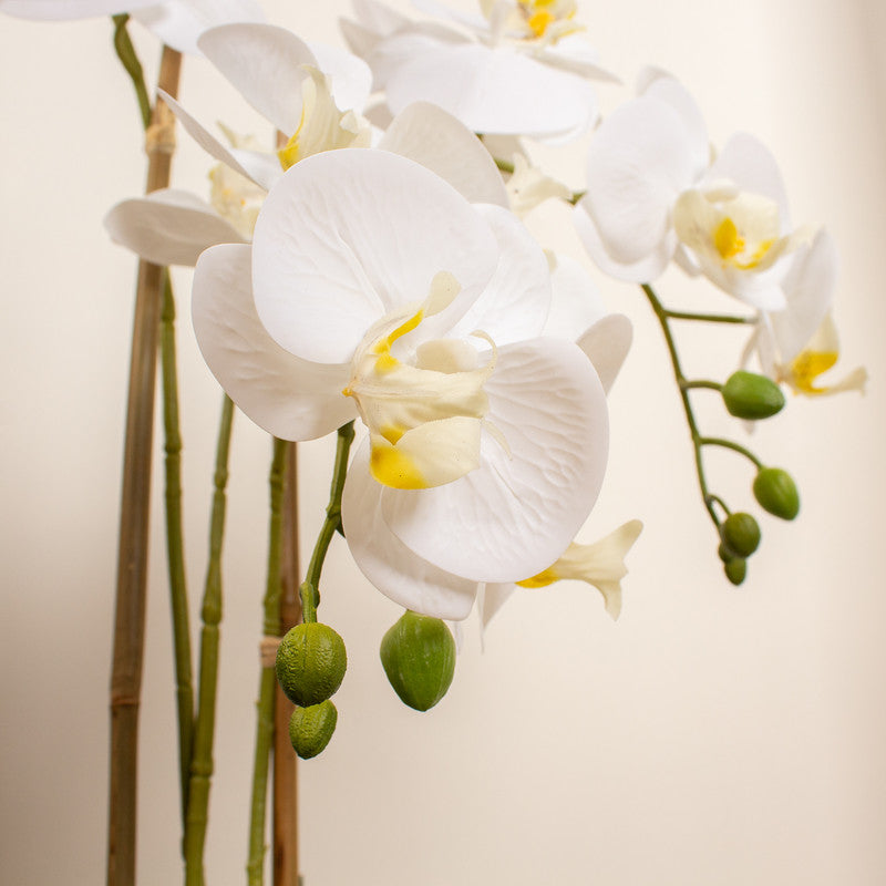 58.5cm Real Touch 3-stem White Phalaenopsis Orchid in Pot